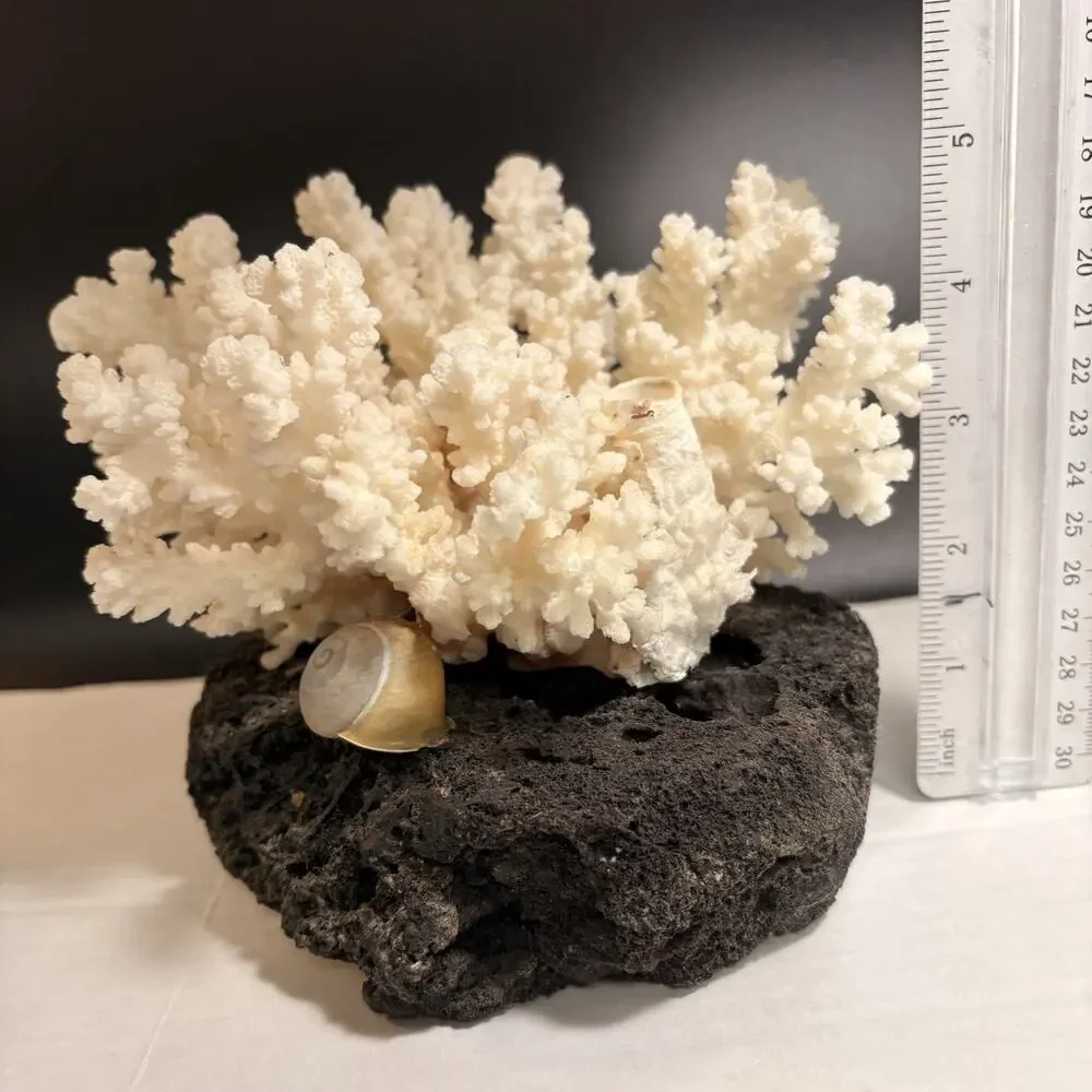 Large Coral Tree on Lava Natural White Branching Acropora Beach Decor Sea Shells